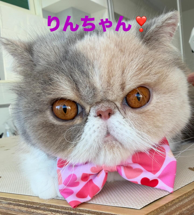 画像434