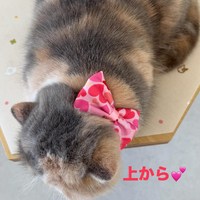 画像436