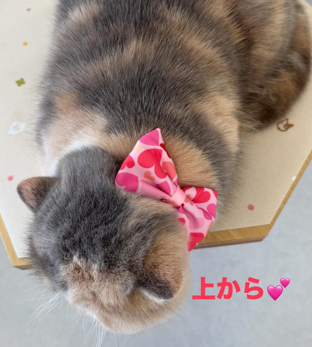 画像436