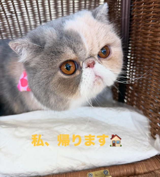 画像437