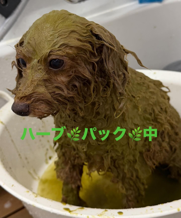 画像440