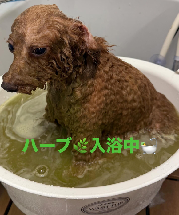 画像441