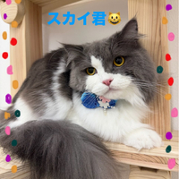 画像445