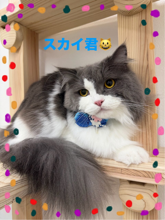 画像445