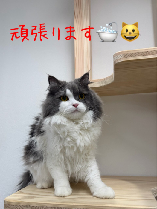 画像446