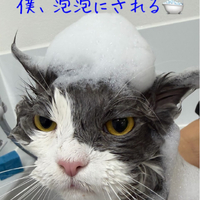 画像447