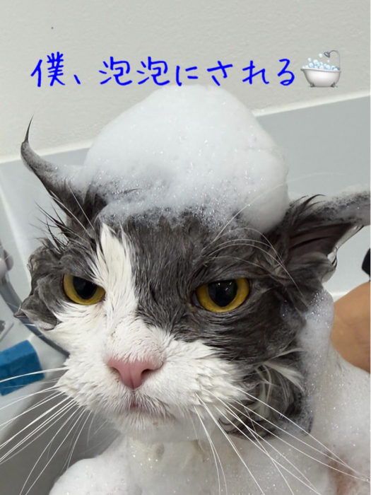 画像447