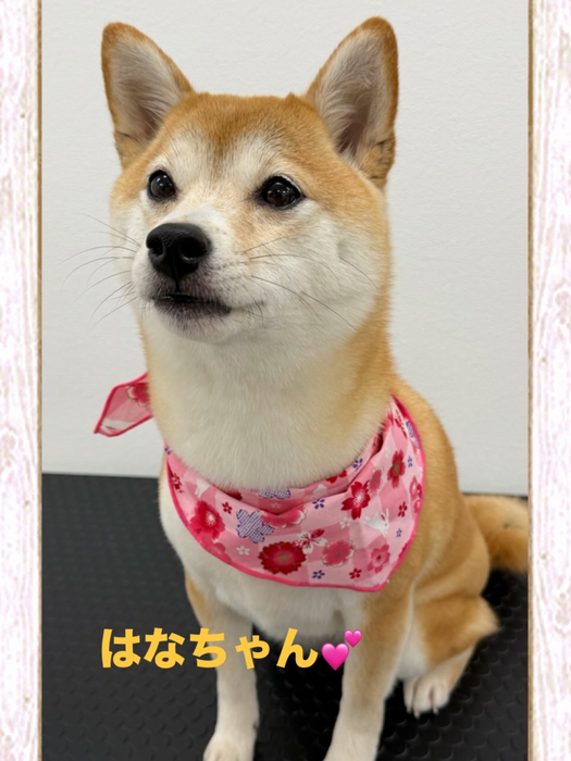 画像453
