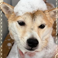 画像454