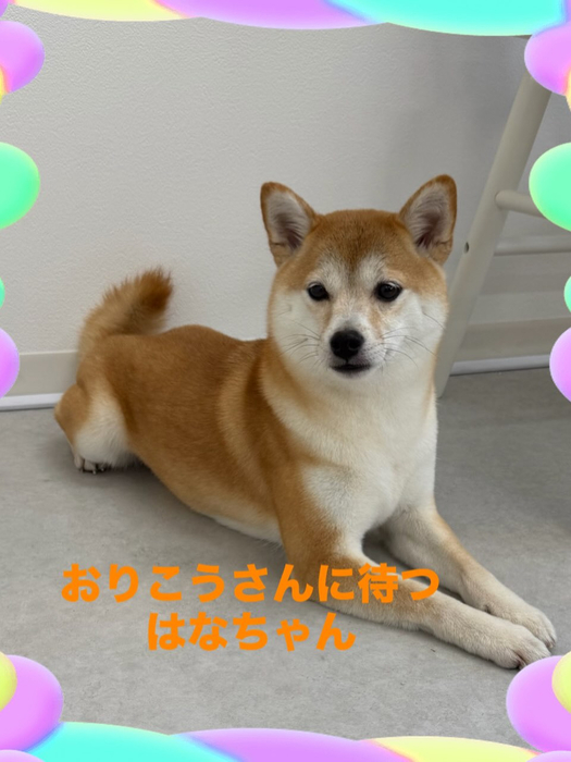 画像455