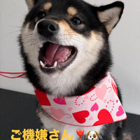 画像484