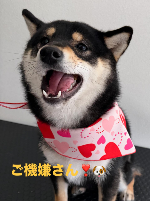 画像484