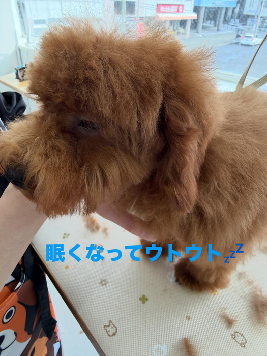 画像495
