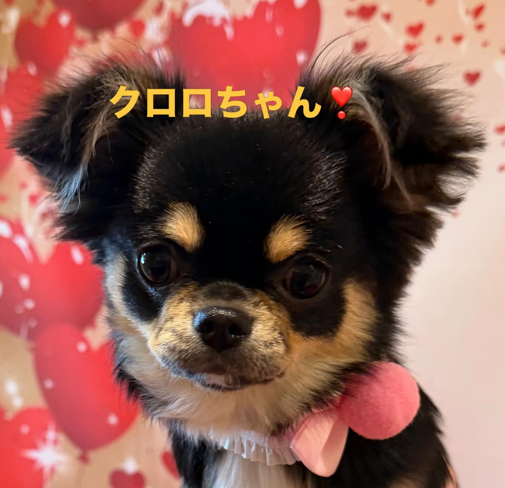 画像528