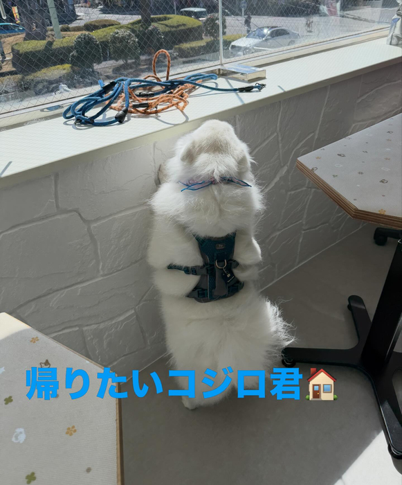 画像599