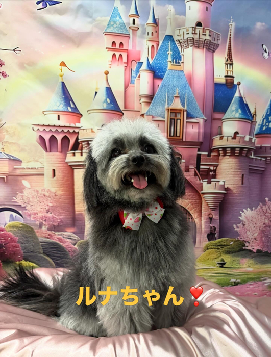 画像627