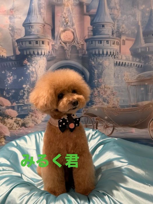 画像655