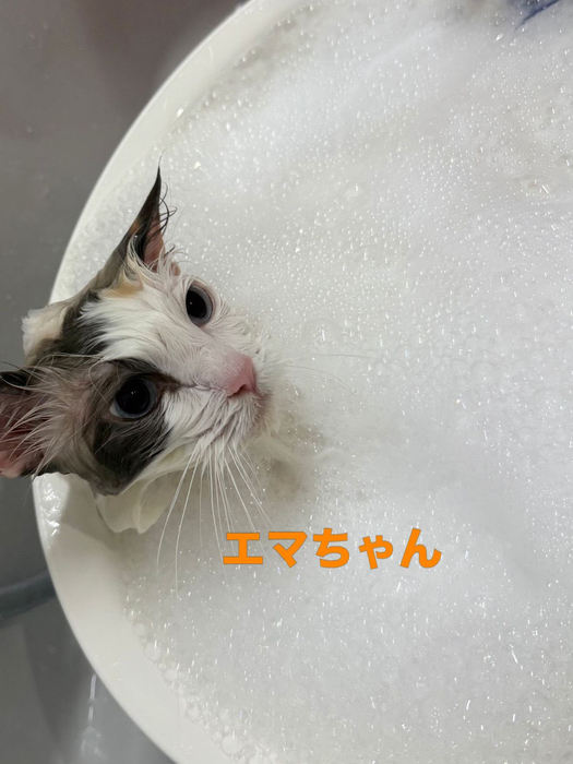 画像661