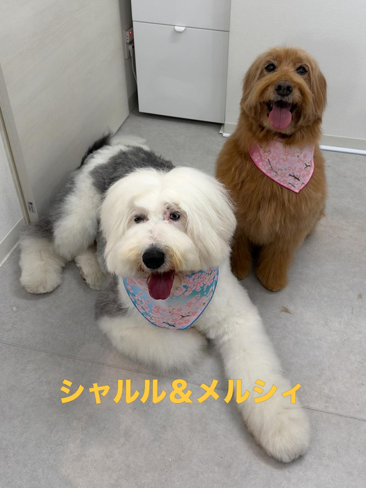 画像699