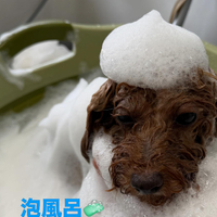 画像739