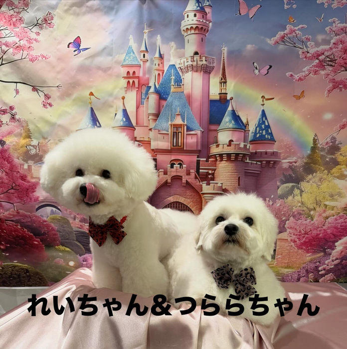 画像818