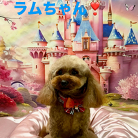 画像930