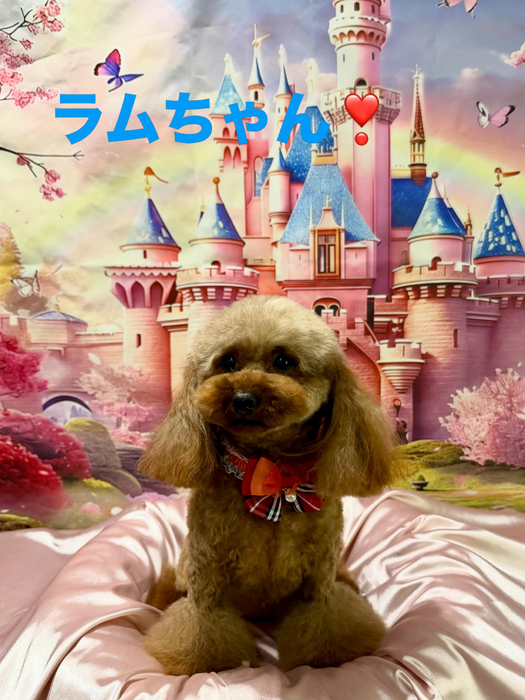 画像930