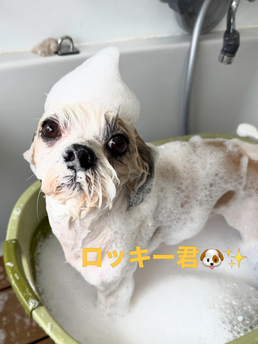 画像934
