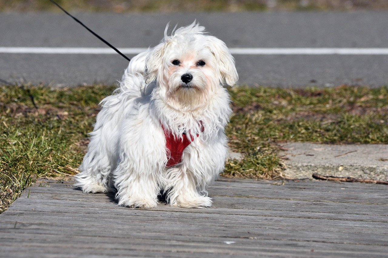 mix犬のシャンプーはお任せ！心身リラックスできるトリミングサービス