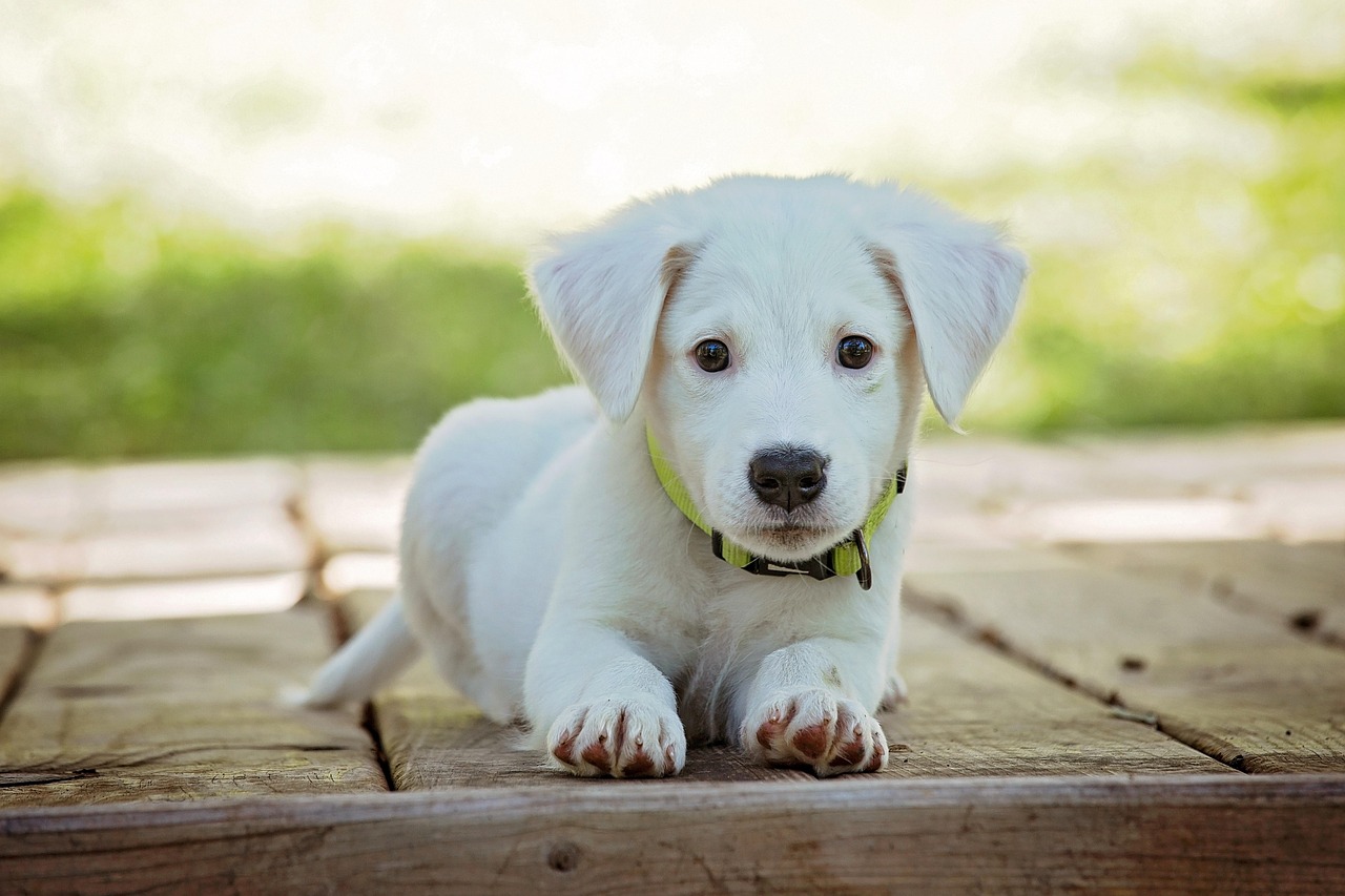 草加のmix犬トリミングならお任せ！特別なケアで愛犬を美しく♪