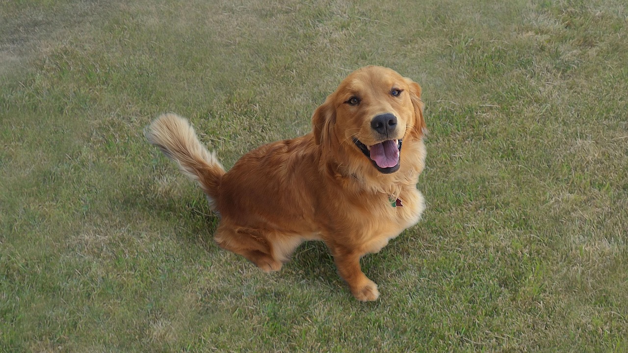老犬ケアを大切に