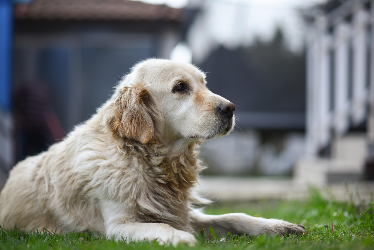 老犬ケアで大切な家族を守る