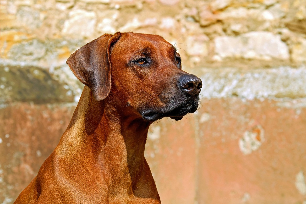 大型犬も安心！越谷市のトリミングサロンで美しく健康的なケアを