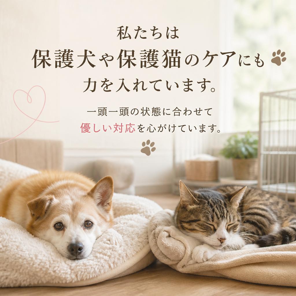 保護犬・保護猫への配慮