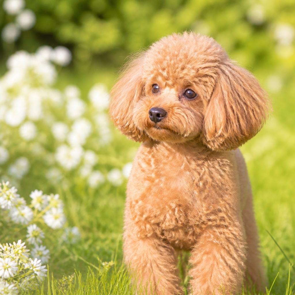 心を込めたトリミングで愛犬の美しさ引き出す