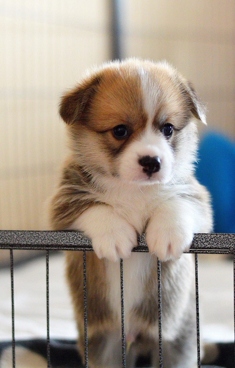 犬も猫も、それぞれに合った設備と丁寧なトリミング