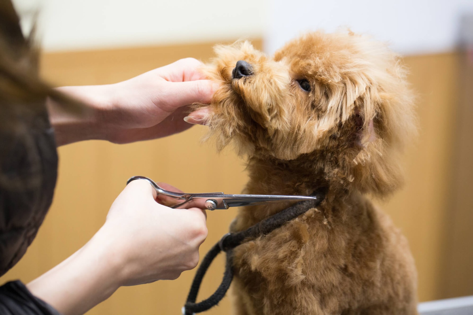 保護犬や保護猫も対応できる高い技術を持つスタッフによる丁寧なケア