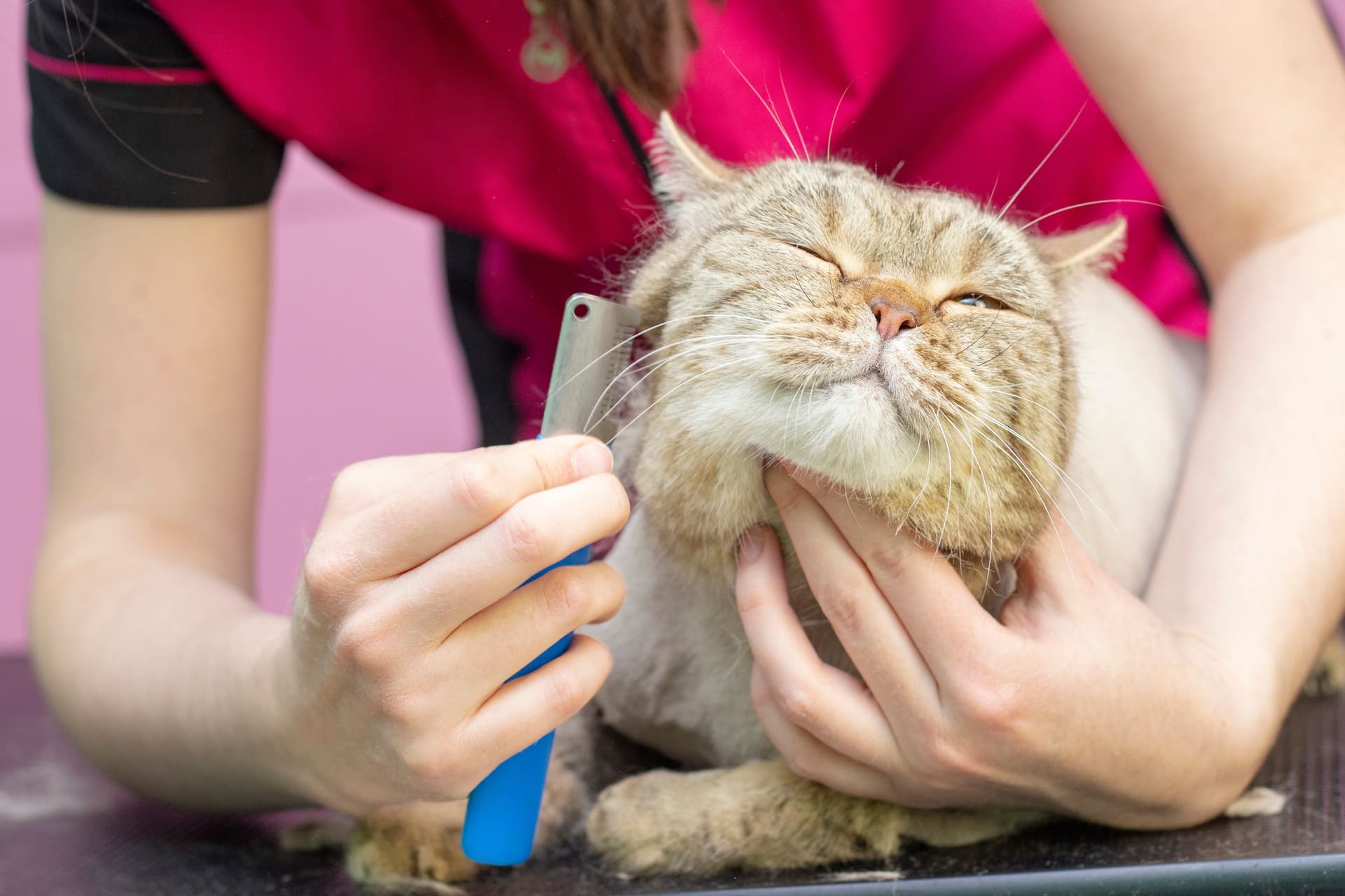 猫のグルーミング | 埼玉県越谷のトリミングならDog and Cat Grooming Salon JJ