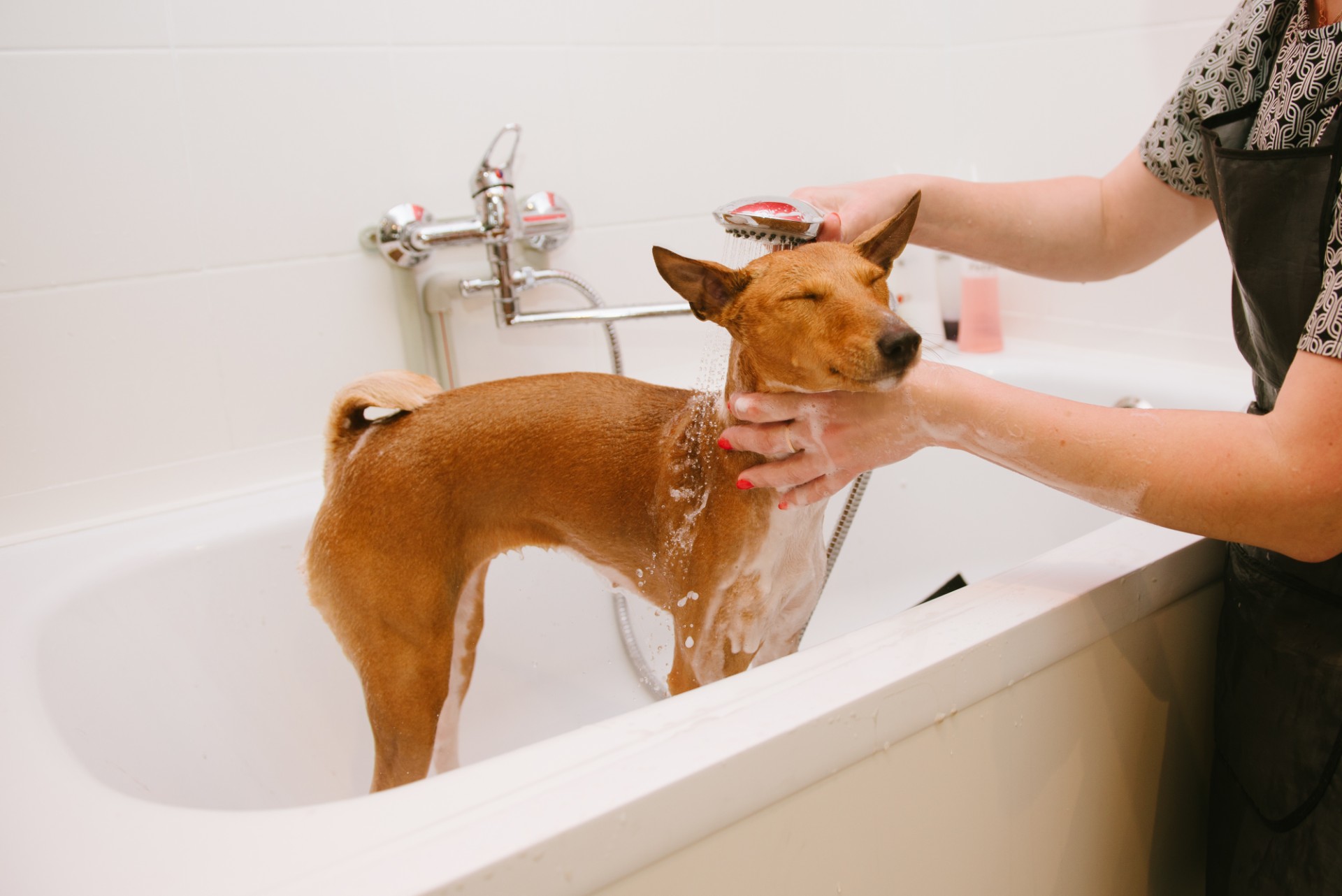 シャンプーで清潔に | 埼玉県越谷のトリミングならDog and Cat Grooming Salon JJ