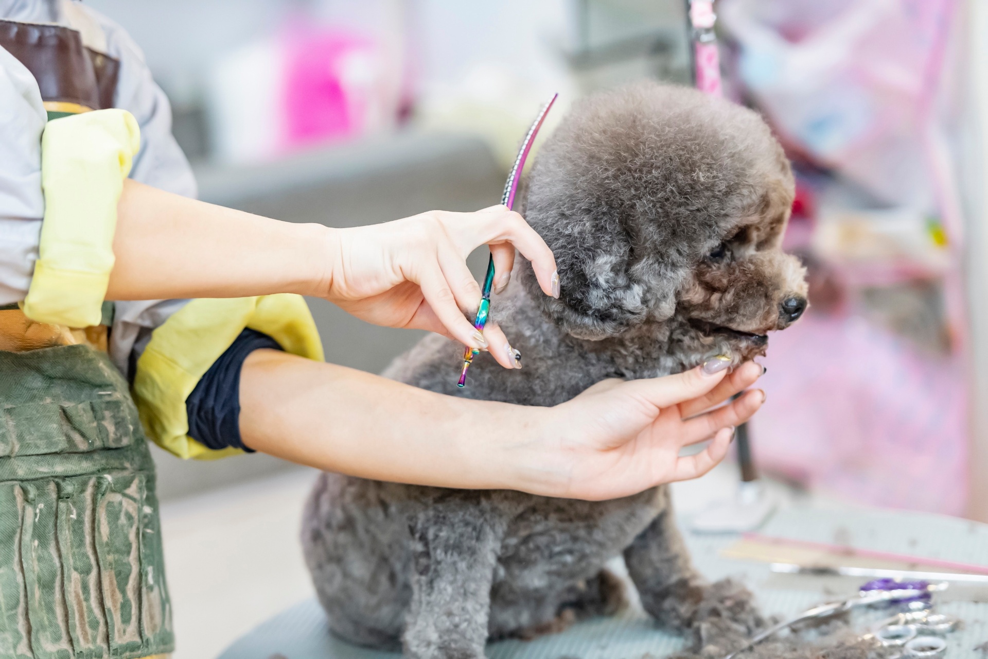 部分カットを実施 | 埼玉県越谷のトリミングならDog and Cat Grooming Salon JJ