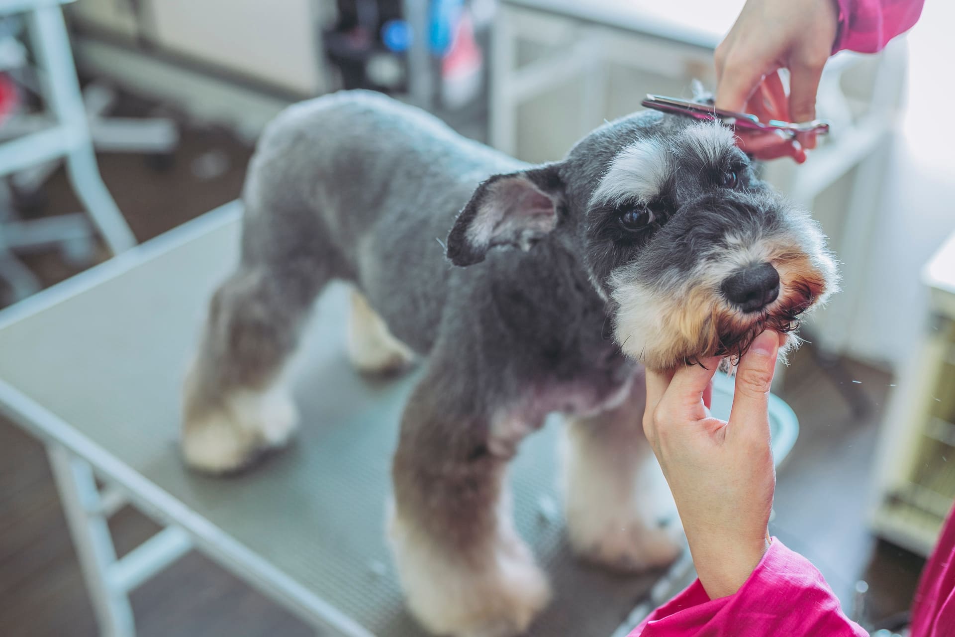 ショートカットに対応 | 埼玉県越谷のトリミングならDog and Cat Grooming Salon JJ