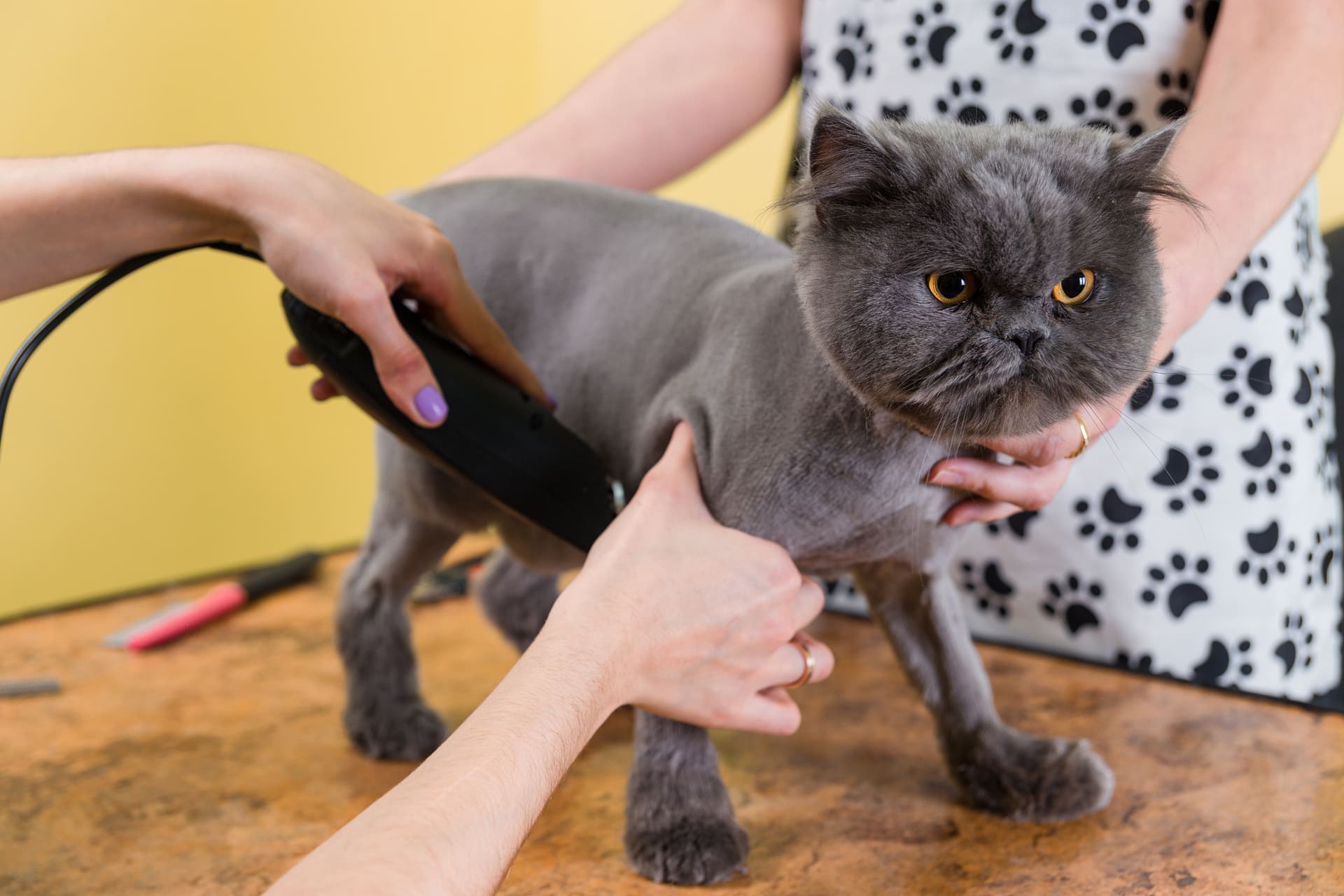 個室対応で安心 | 埼玉県越谷のトリミングならDog and Cat Grooming Salon JJ
