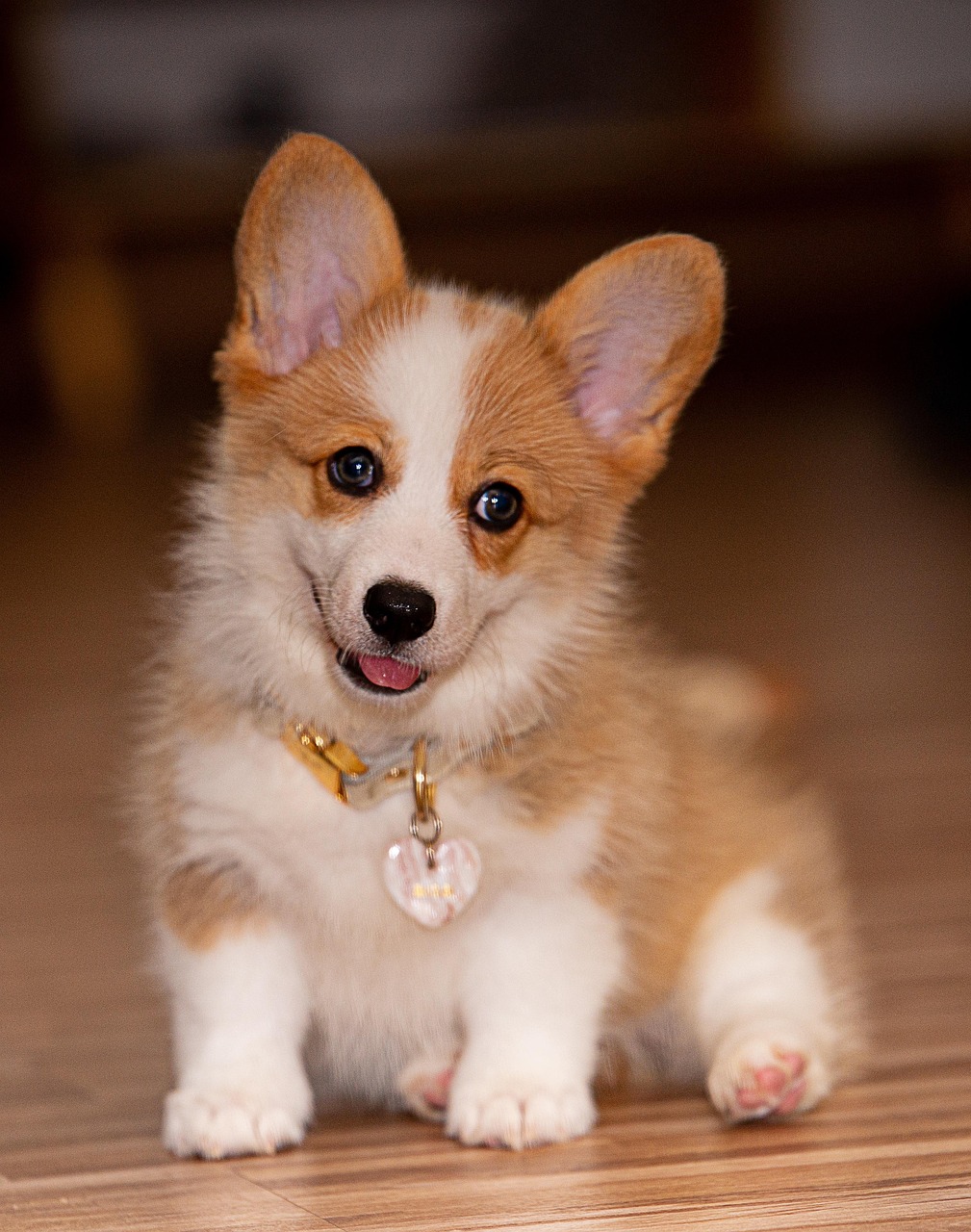 愛犬の美しさを引き出す、コーギー専用シャンプー！