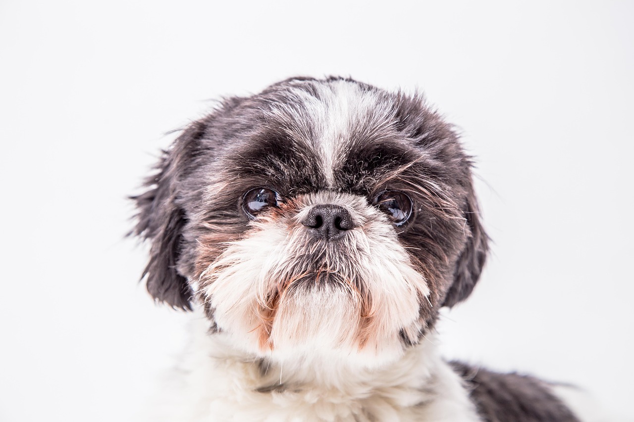 シーズー犬のための特別なお手入れなら、Dog and Cat Grooming Salon JJ！
