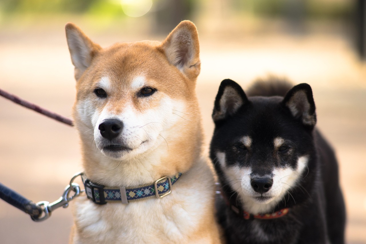 安心の犬用ホテルサービス