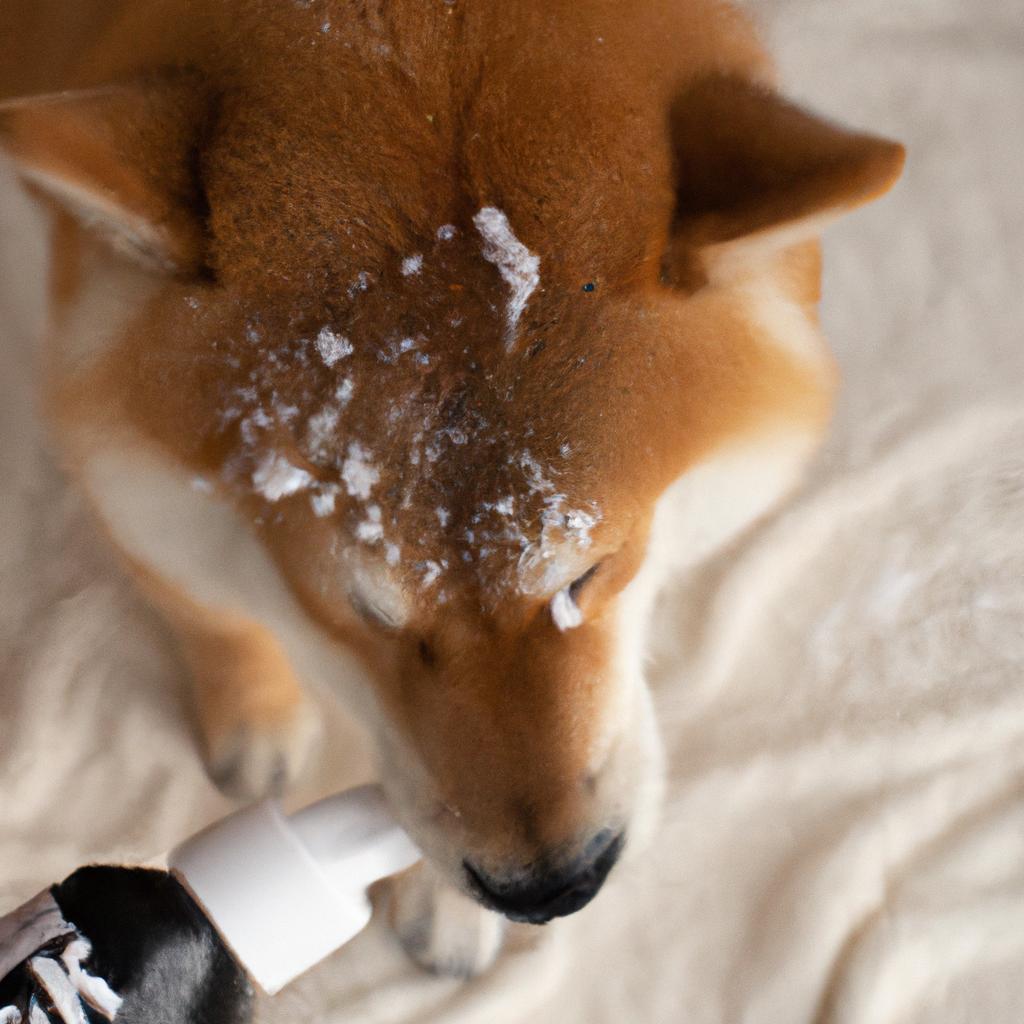柴犬のシャンプーは、愛犬の健康と美しさを引き出す大切なケアです！