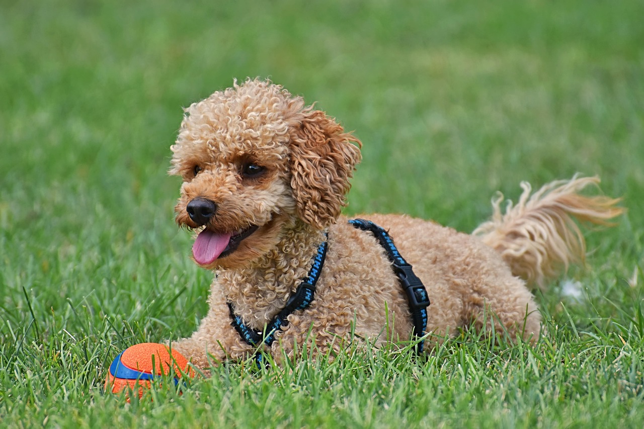 トイプードル専用トリミングがここに！愛犬に最高のケアを。