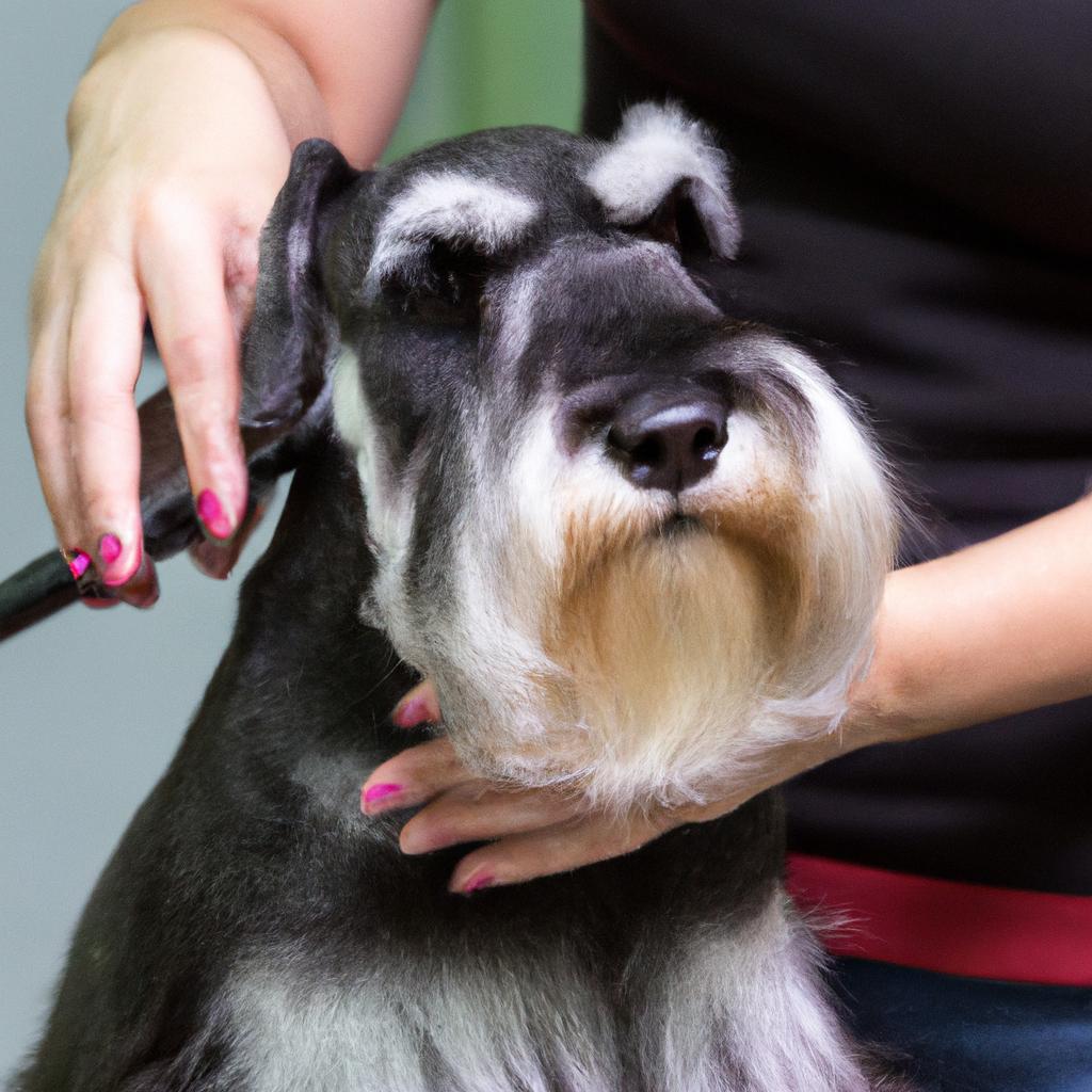 愛犬シュナウザーの美しさを引き出す、プロのトリミングがここに！