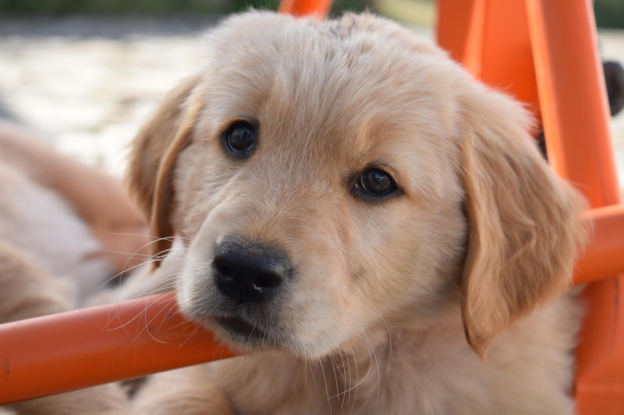 丁寧なケアで愛犬のストレスを軽減