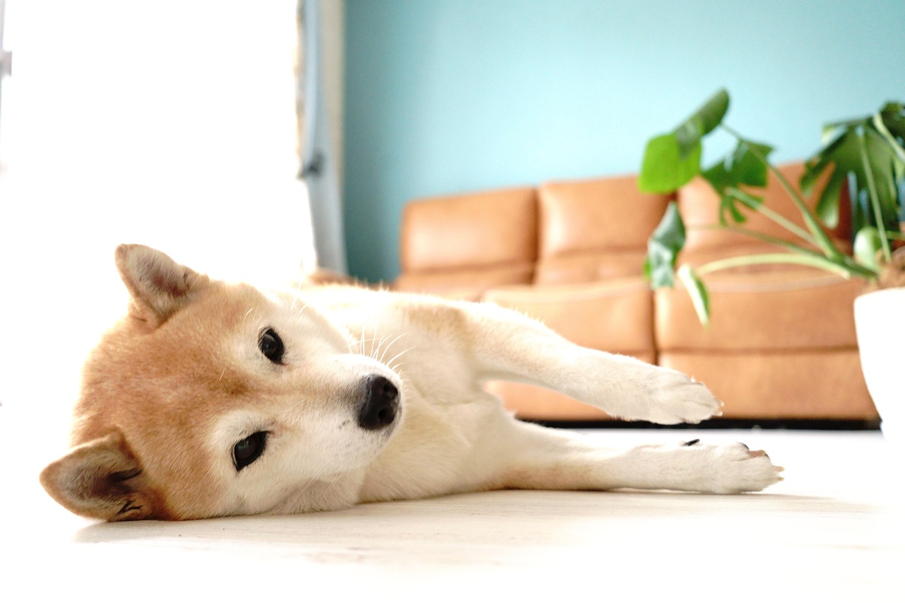 柴犬をもっと可愛く！プロによる安心・安全なシャンプーサービス